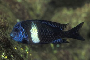 tropheus_duboisi_maswa_2-288x192.jpg