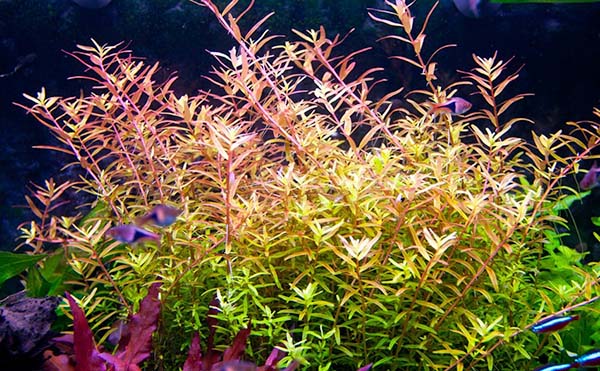 rotala.jpg