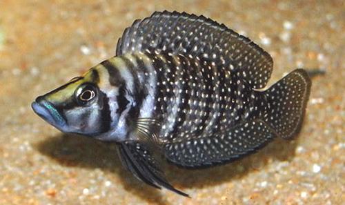 Altolamprologus_calvus.jpg