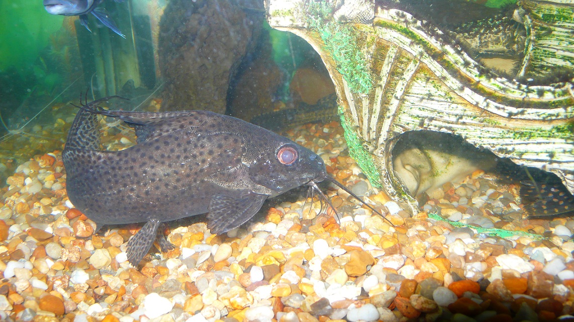 Synodontis eupterus 4.JPG