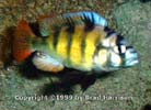 haplochromis_thickskin1.jpg