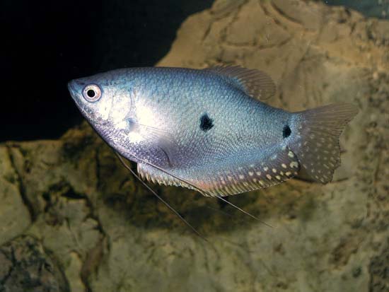 Blue_Gourami.jpg