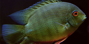 Red Green Severum