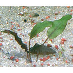 Cryptocoryne wendtii.jpg